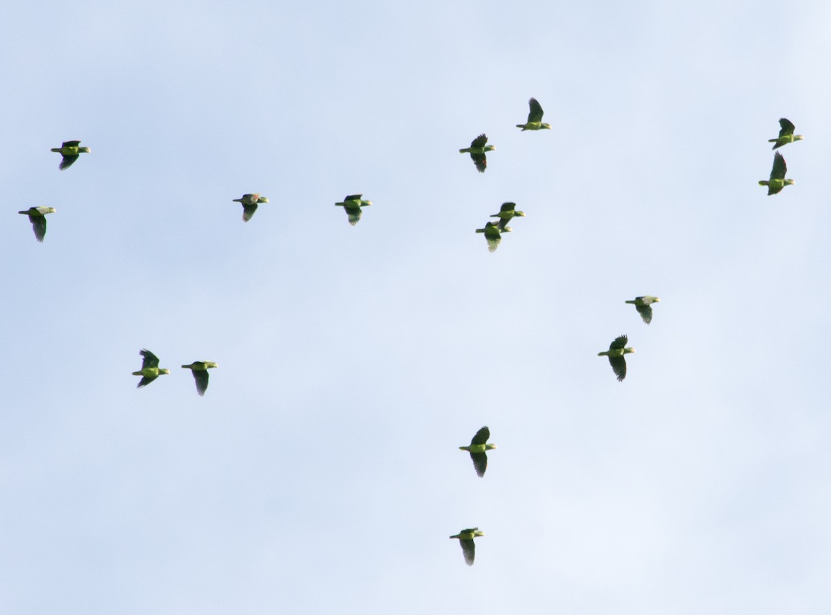 White-fronted Parrot - ML172048641