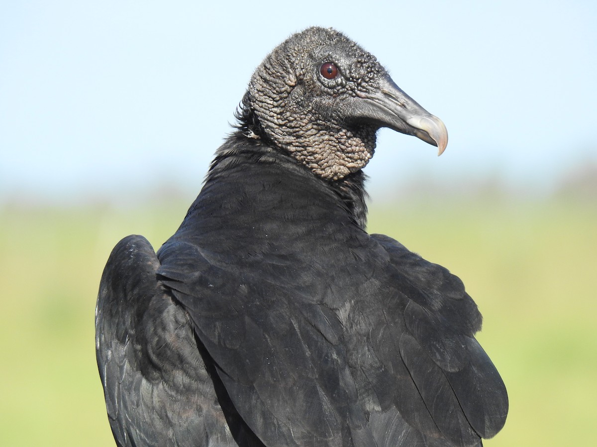 Black Vulture - Jeffrey Gammon