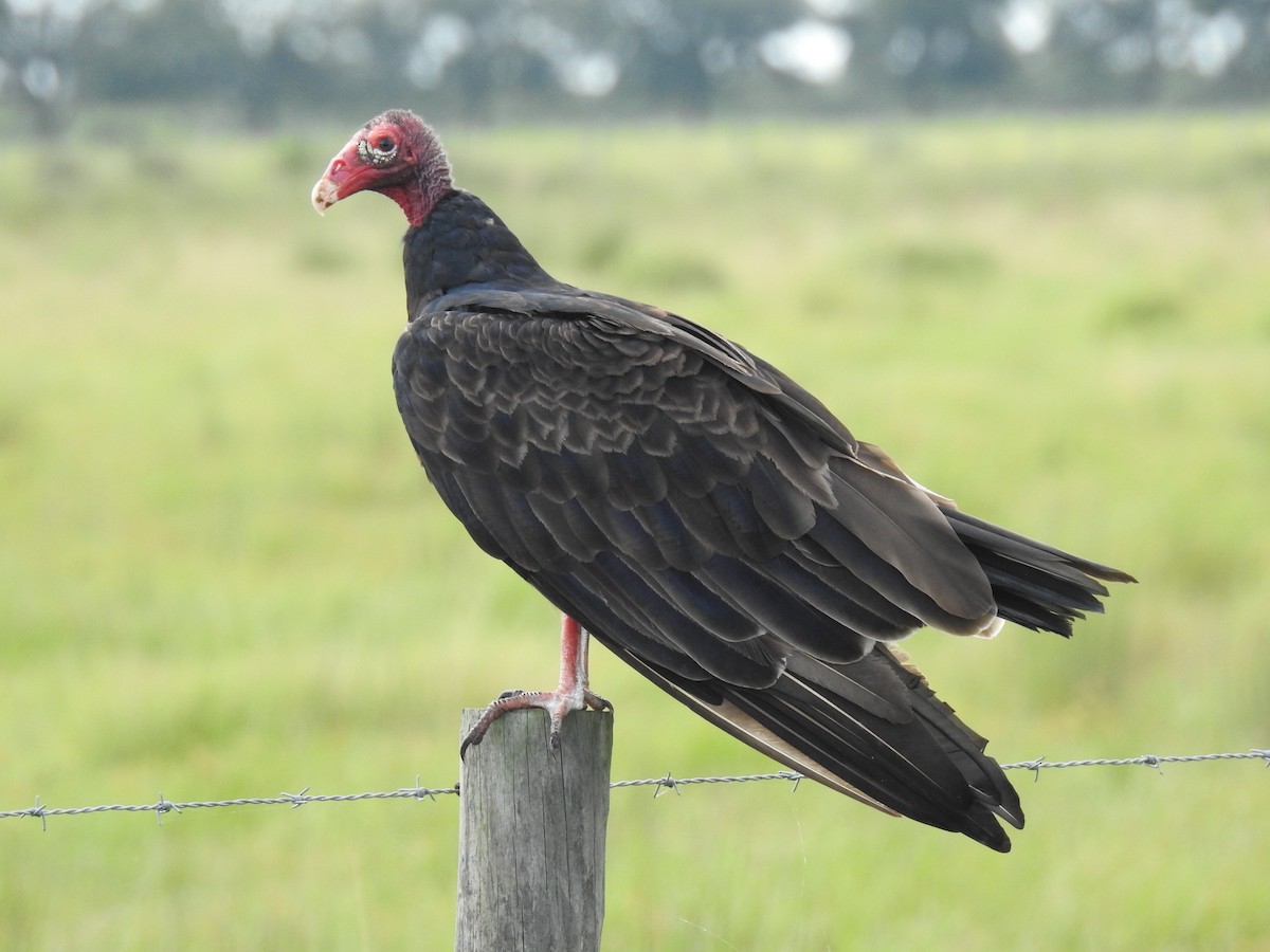 Turkey Vulture - ML172050951