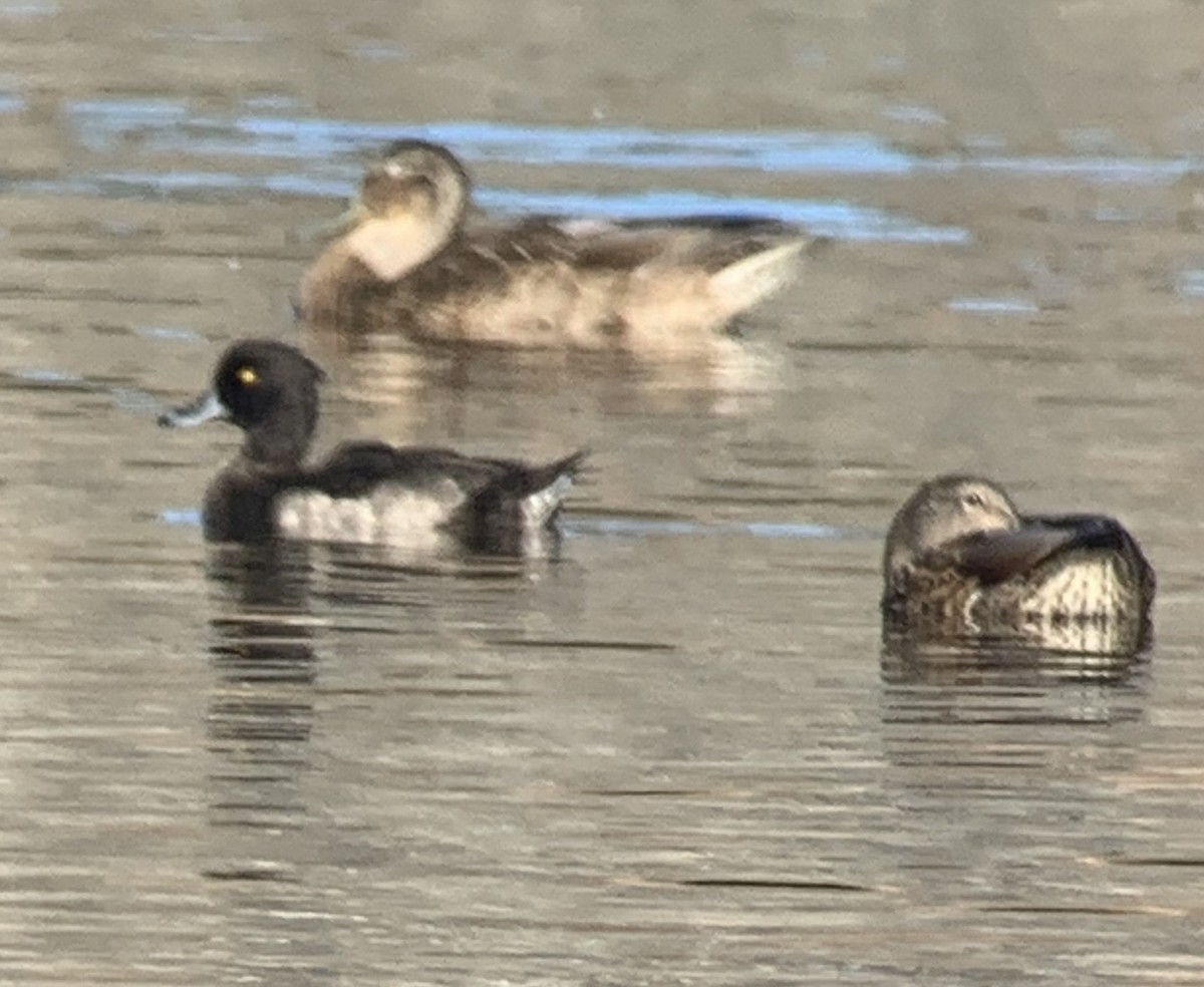 Tufted Duck - ML172053591