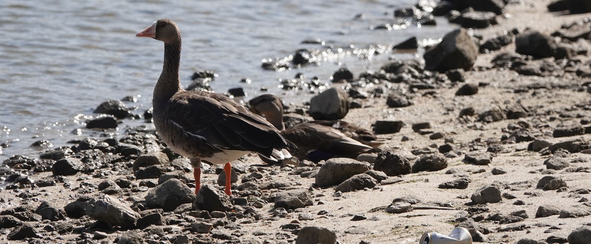 Greater White-fronted Goose - ML172053891