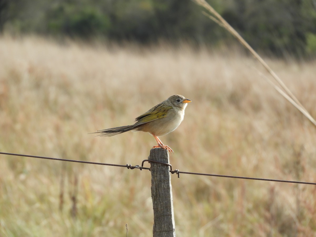 Wedge-tailed Grass-Finch - ML172054691