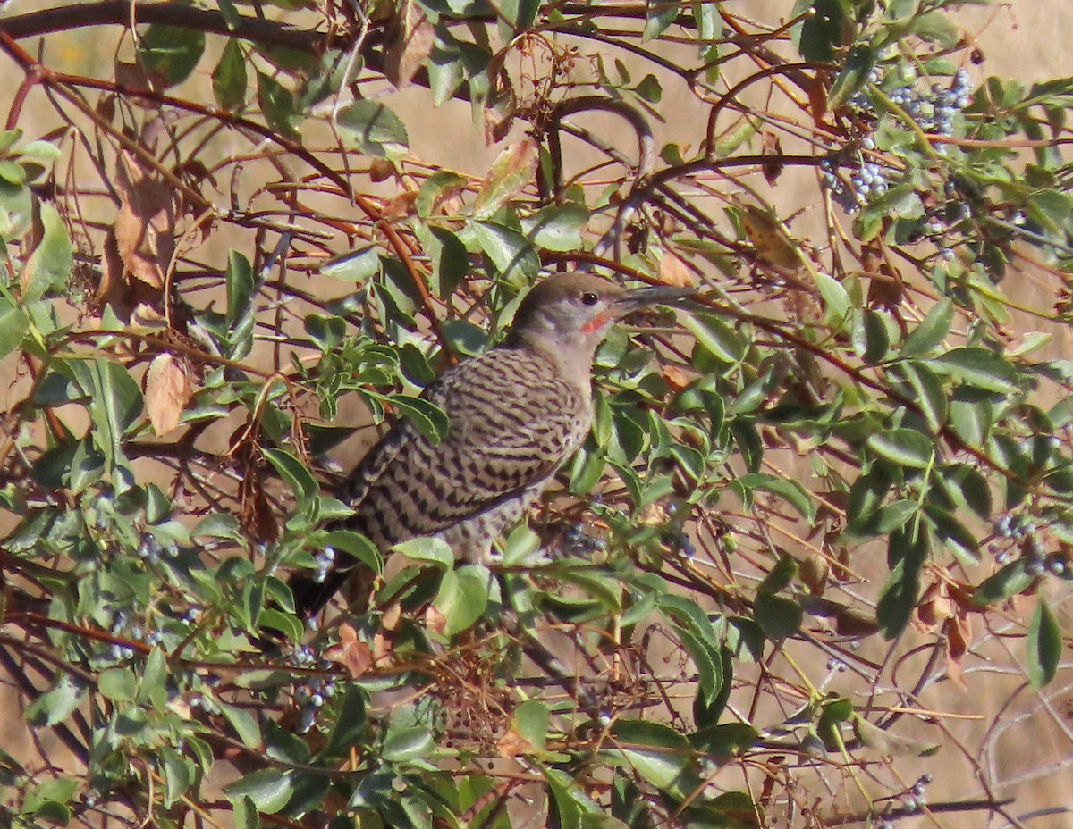 Northern Flicker (Red-shafted) - ML172055341