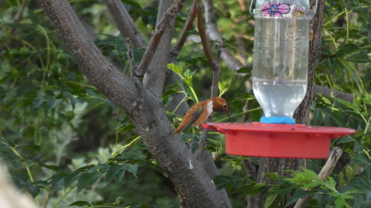 Rufous Hummingbird - ML172063701