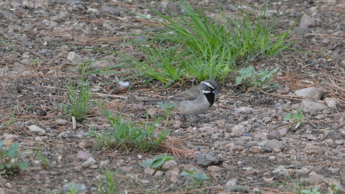 Black-throated Sparrow - ML172064081