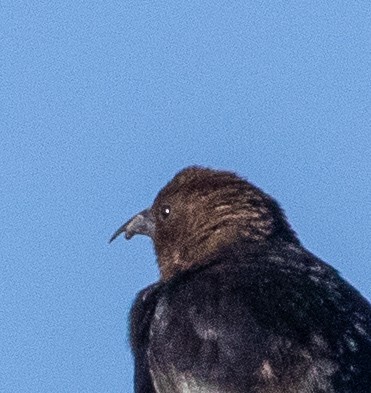 Brown-headed Cowbird - ML172065151
