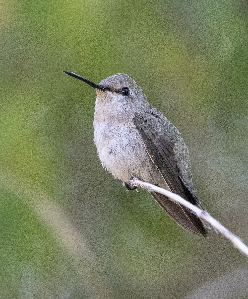 Costa's Hummingbird - Kathleen Kent