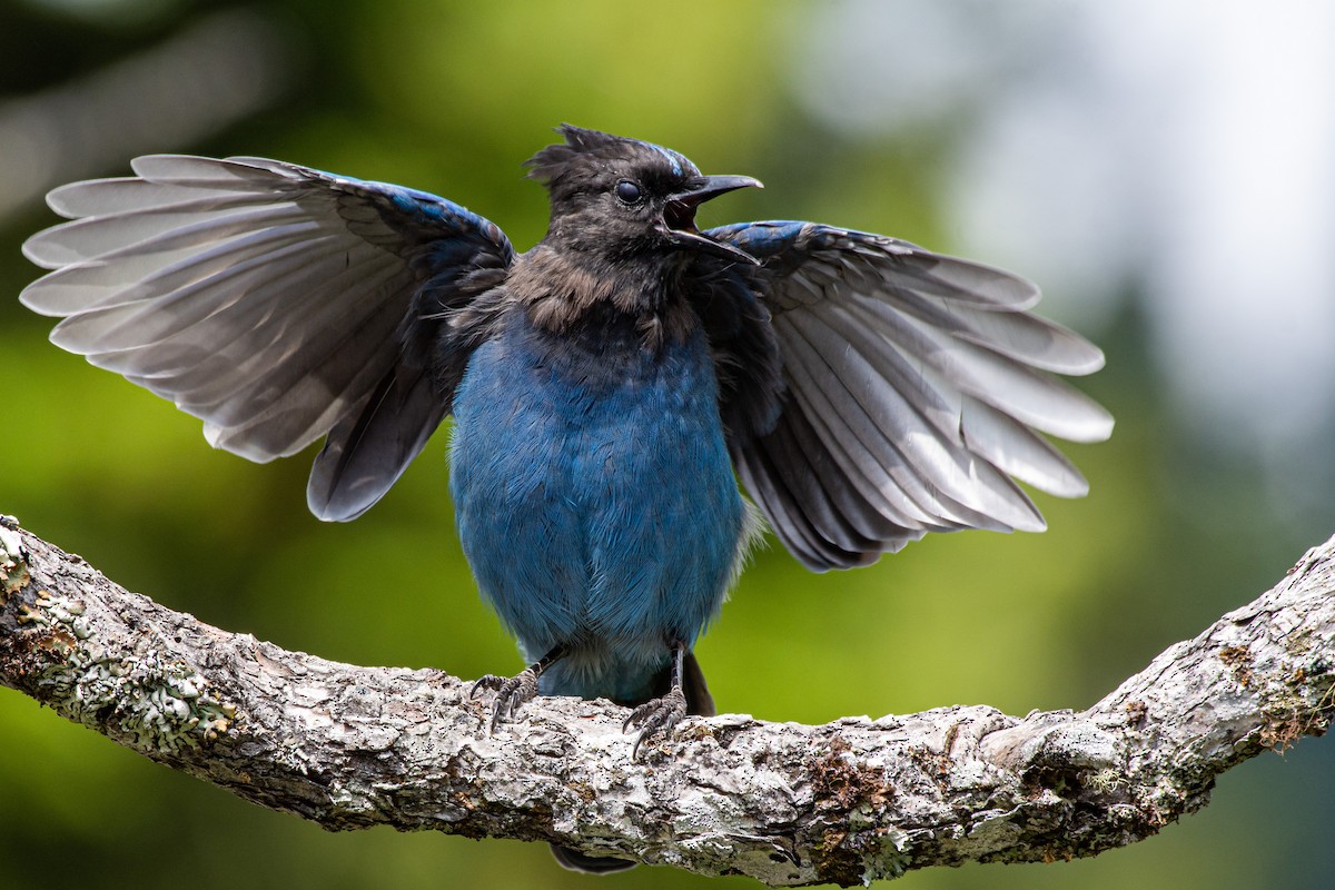 Steller's Jay (Coastal) - Drew Beamer