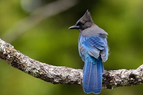 Steller's Jay - eBird