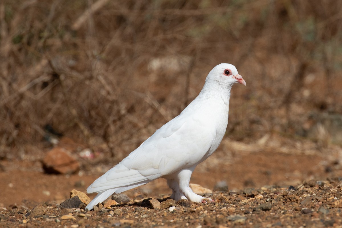 Rock Pigeon (Feral Pigeon) - Steve Schnoll