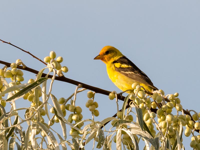 Western Tanager - ML172072541