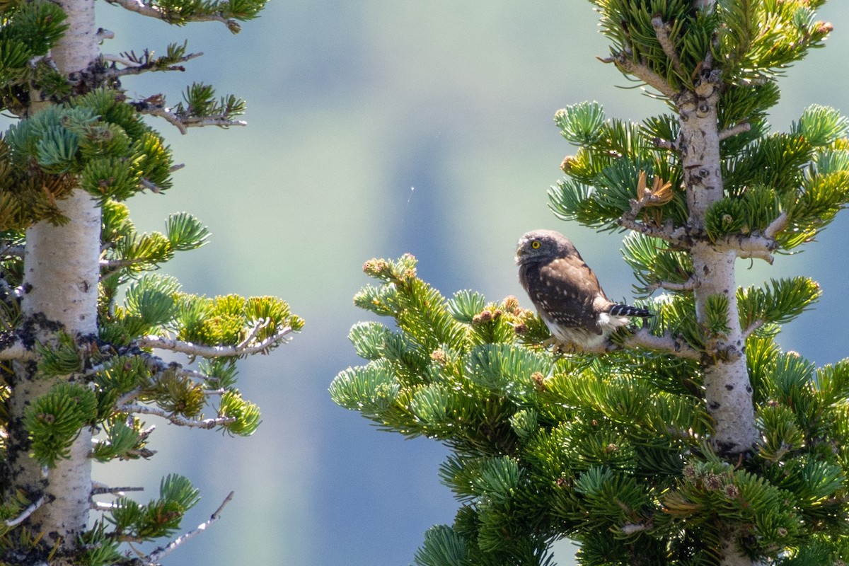 Northern Pygmy-Owl (Pacific) - ML172073411