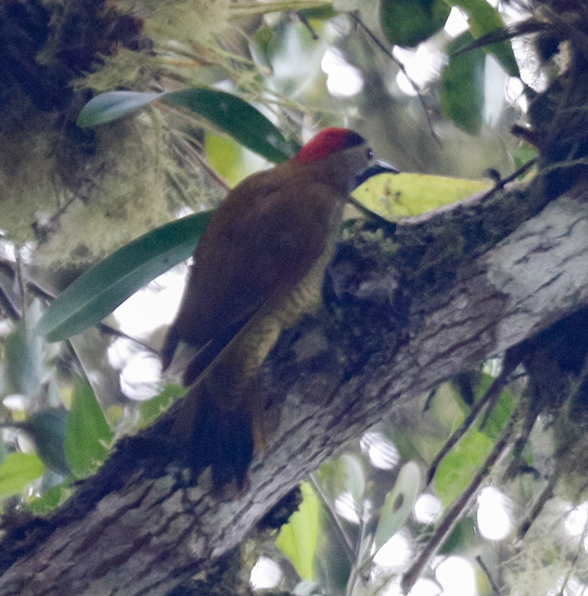 Golden-olive Woodpecker - Susan Mac