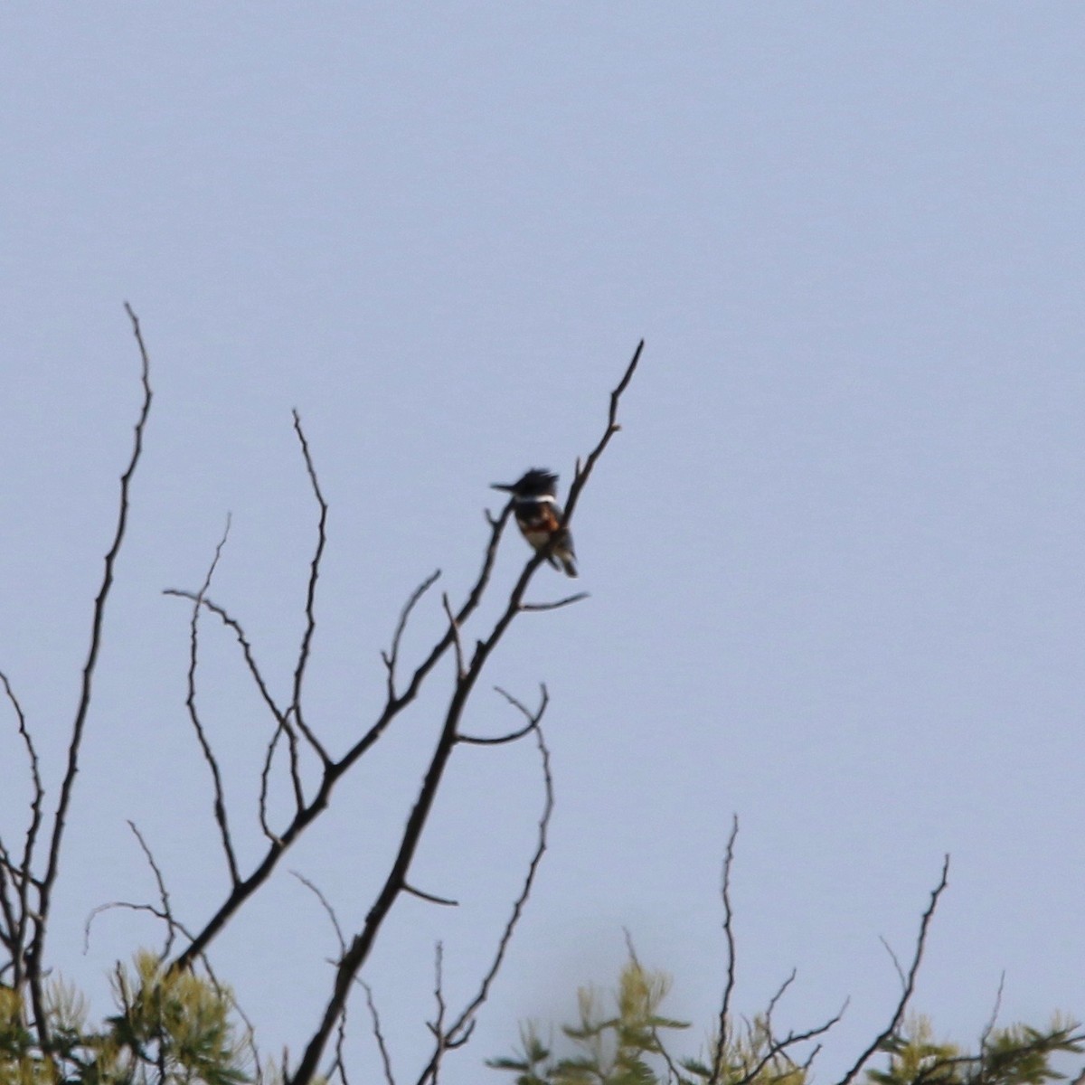 Belted Kingfisher - Tommy Hekl