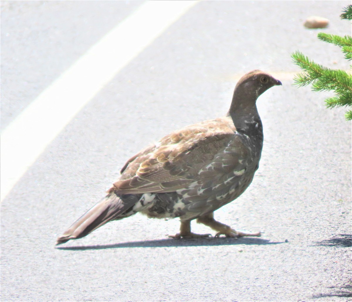 eBird Checklist 11 Aug 2019 - 1200