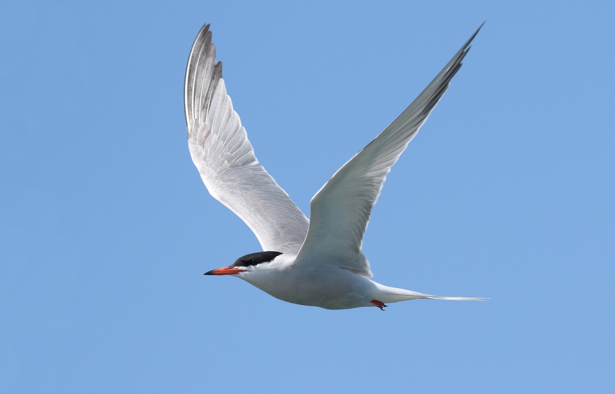 Common Tern - Patrice St-Pierre