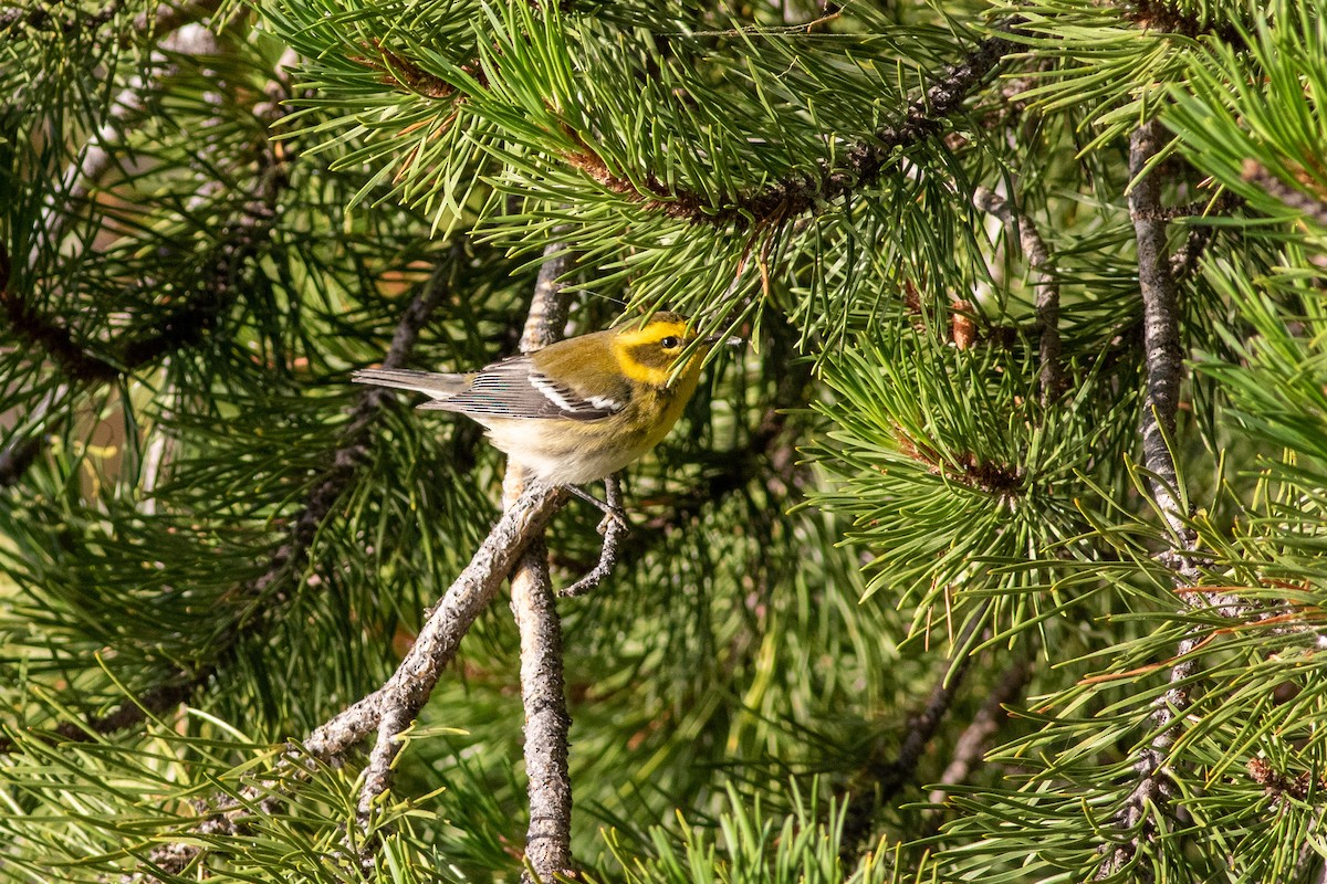 Townsend's Warbler - Rob Fowler