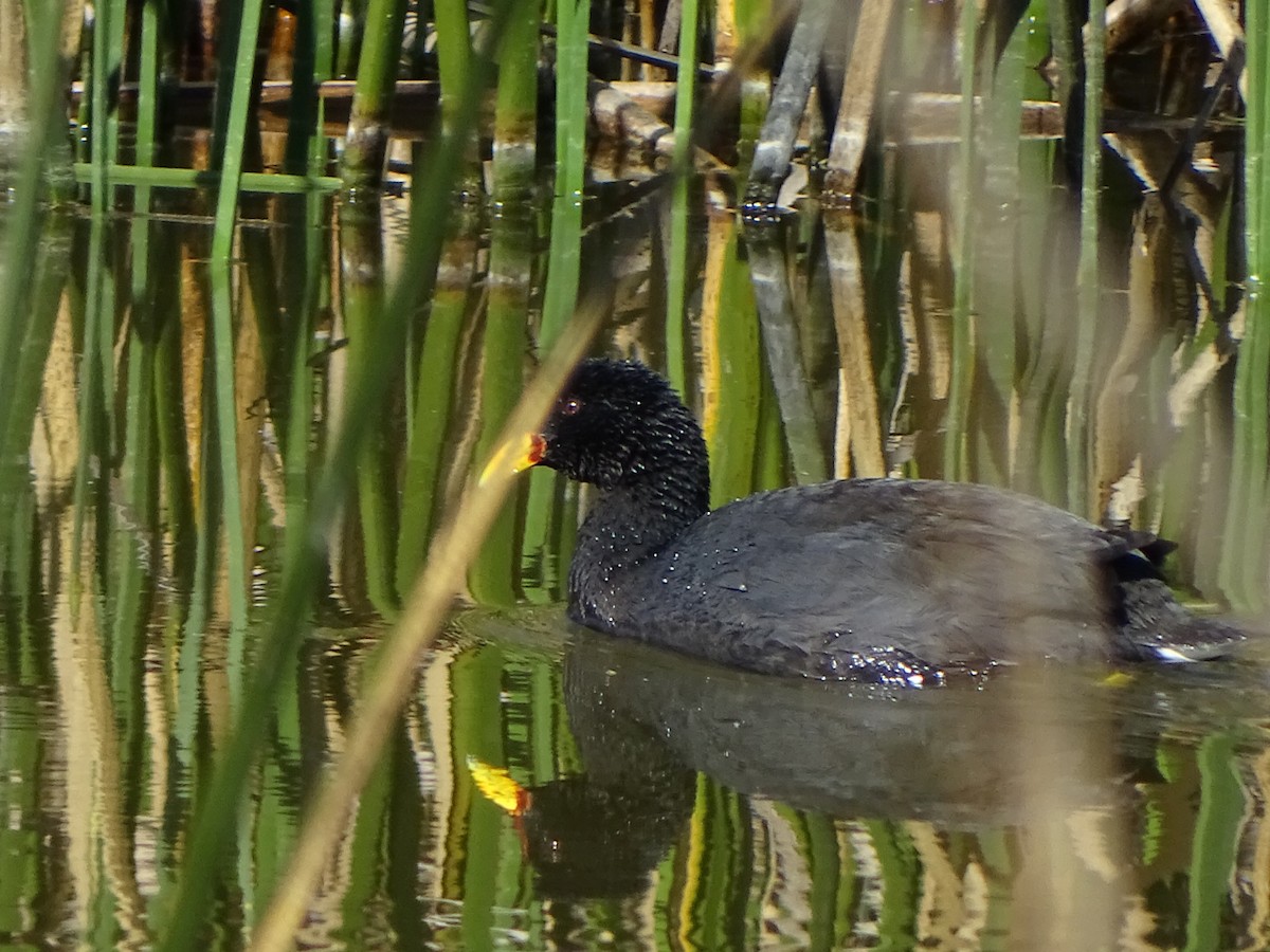 Red-fronted Coot - ML172084351