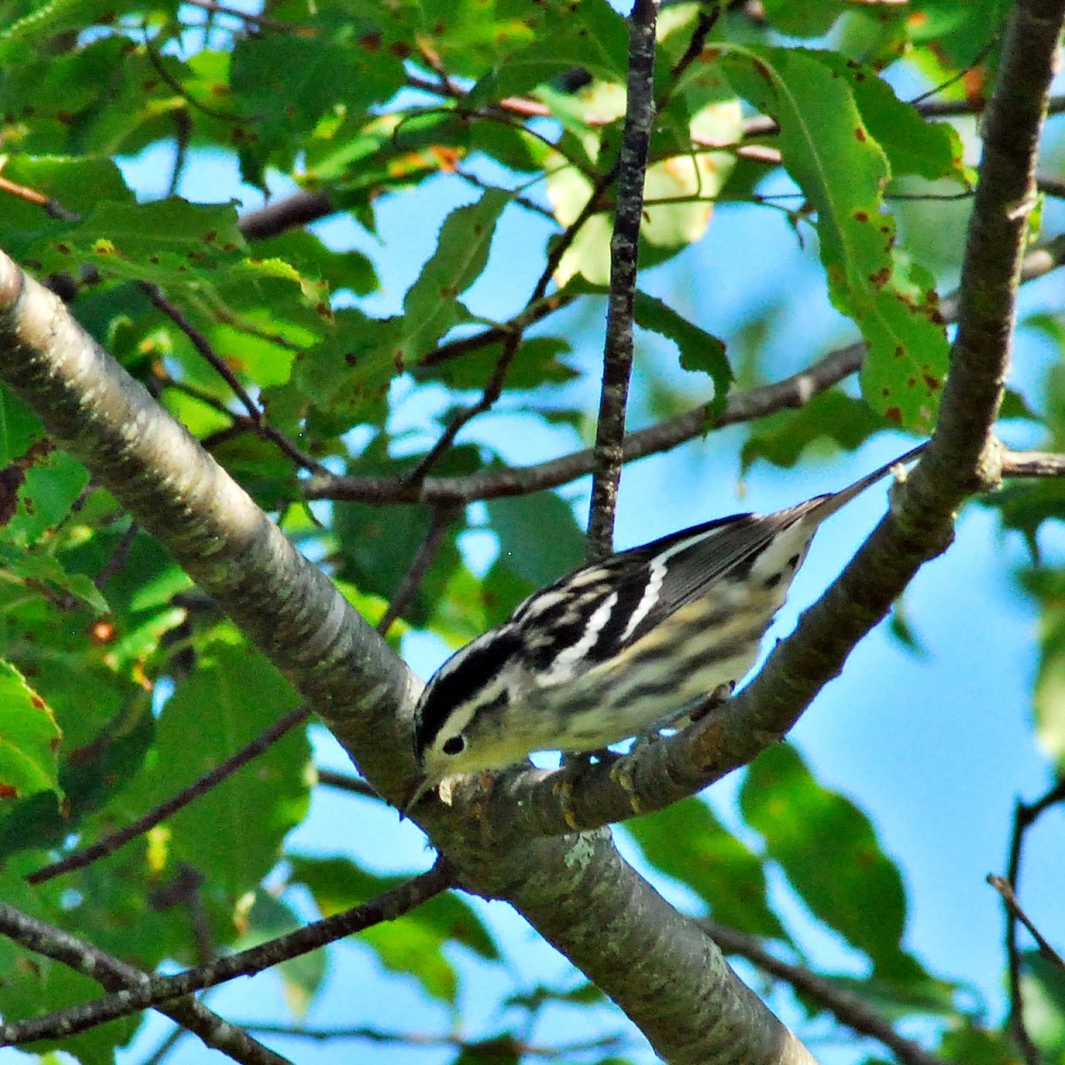 Black-and-white Warbler - ML172084431