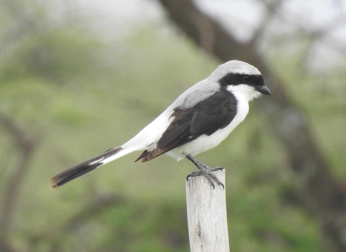 Gray-backed Fiscal - ML172086181