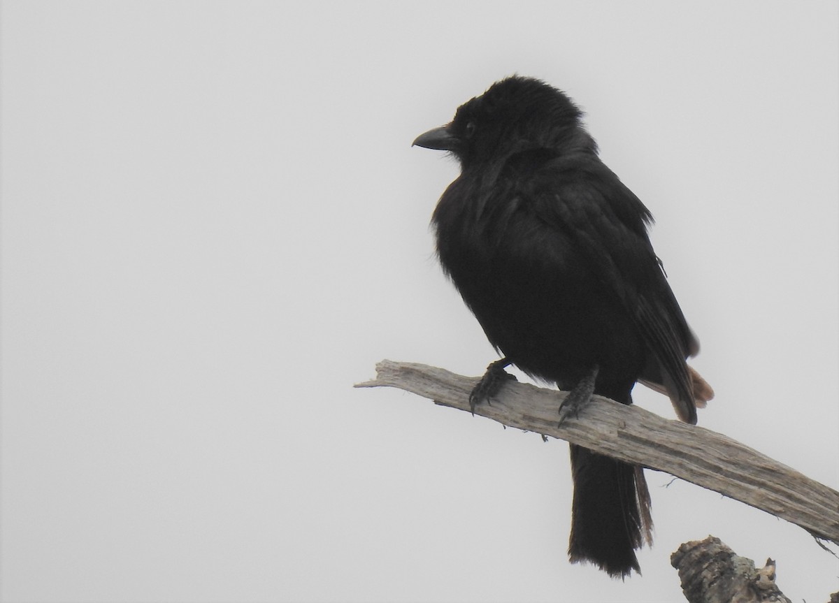 Fork-tailed Drongo - ML172086571