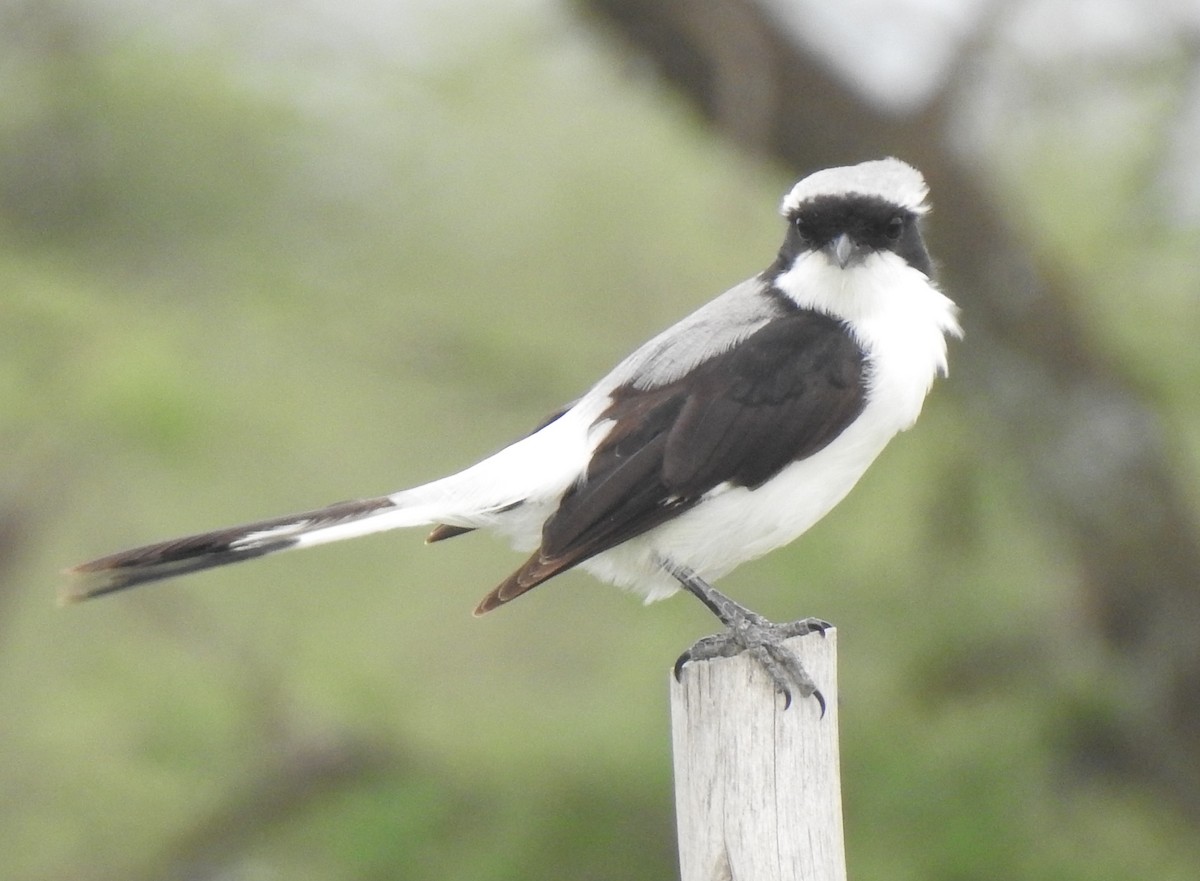 Gray-backed Fiscal - ML172086641