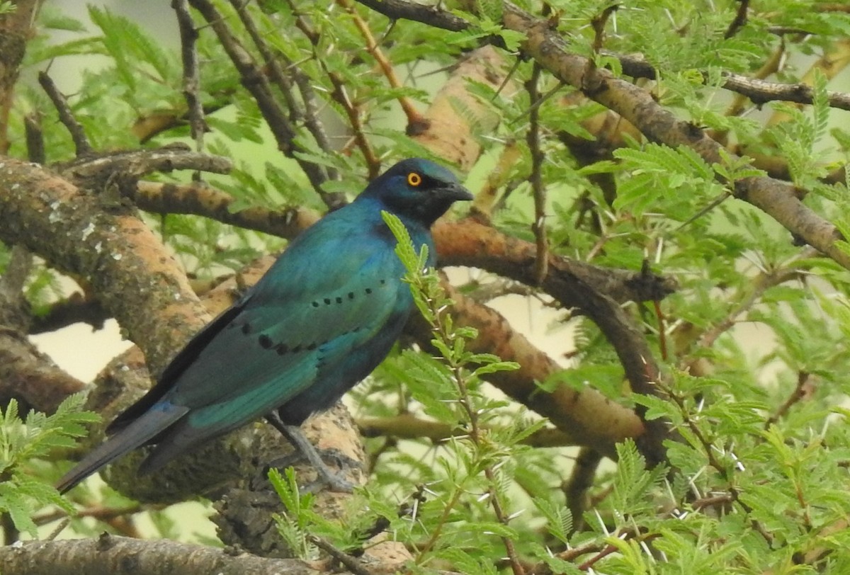 Greater Blue-eared Starling - ML172086891