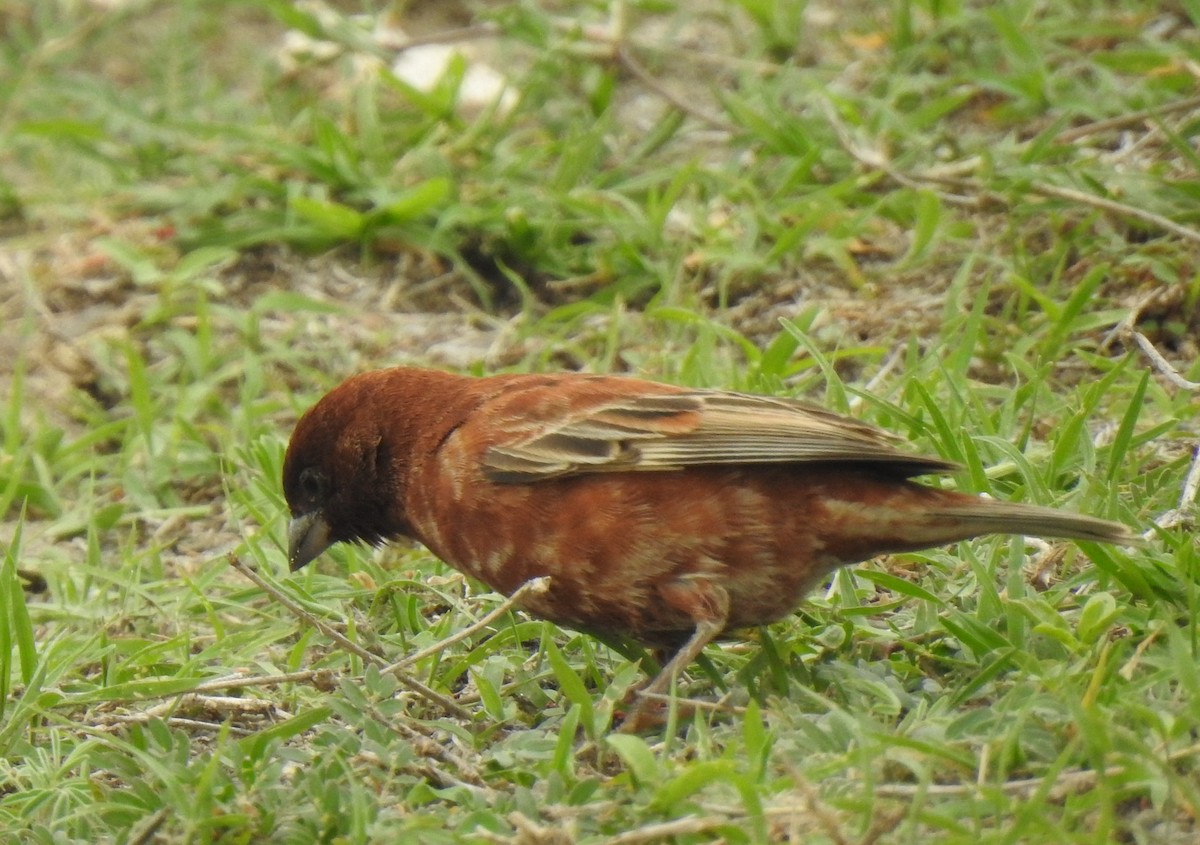 Chestnut Sparrow - ML172087061