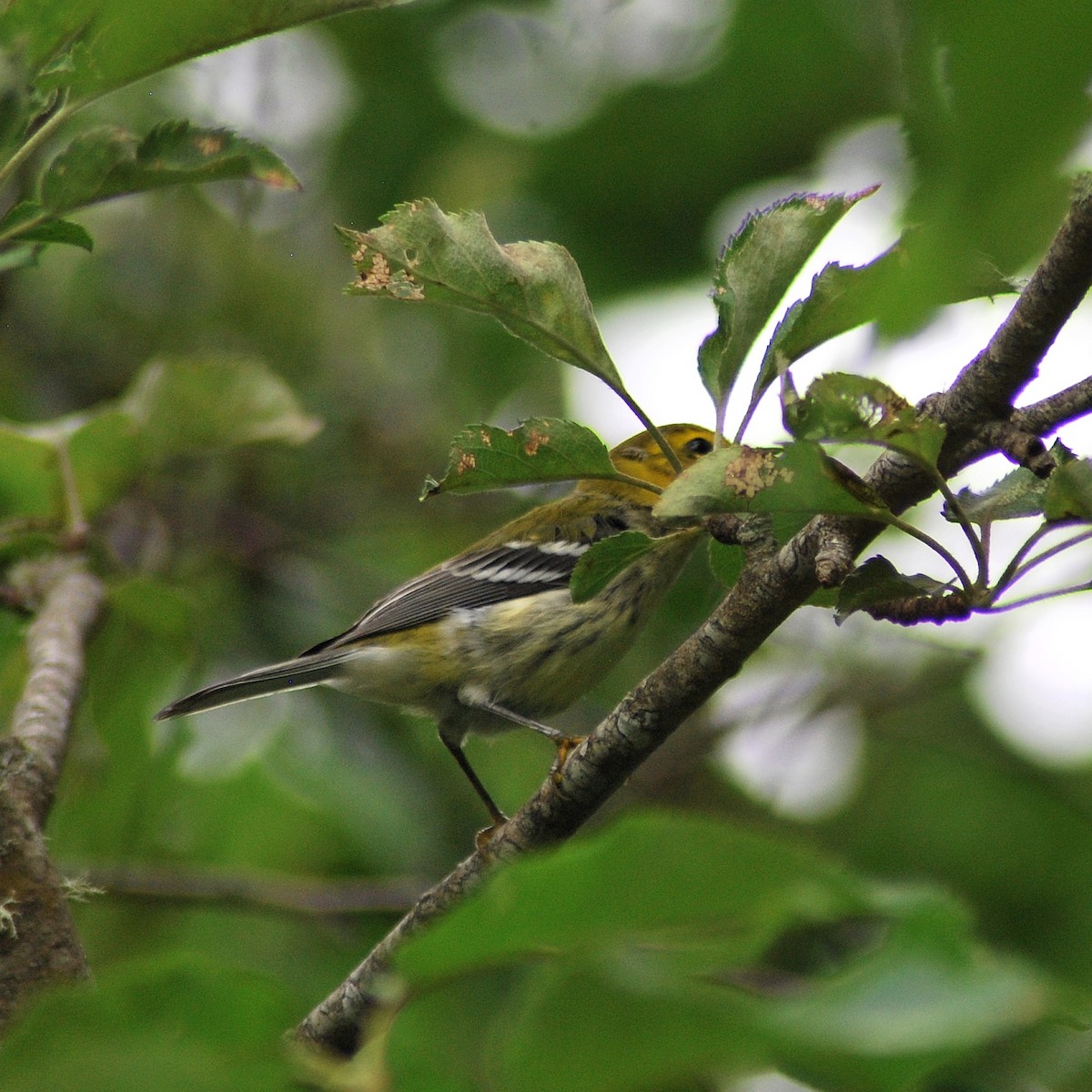 Black-throated Green Warbler - ML172091571