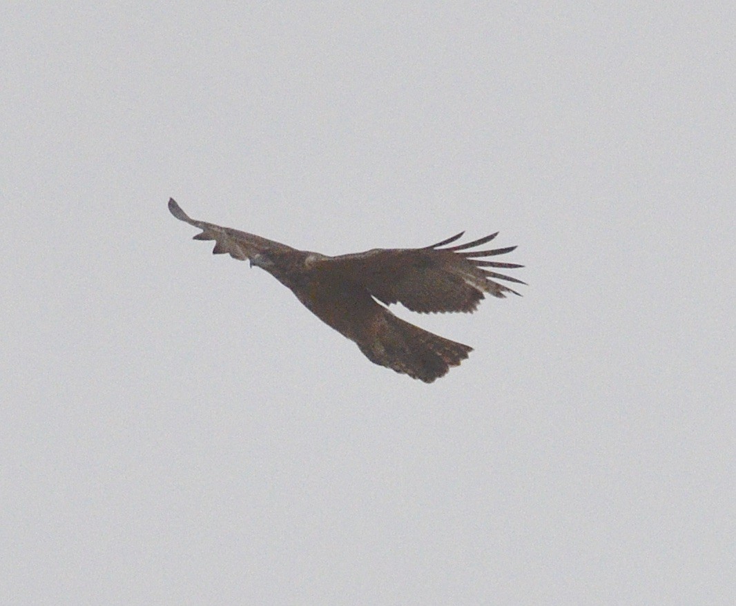 African Hawk-Eagle - ML172092091