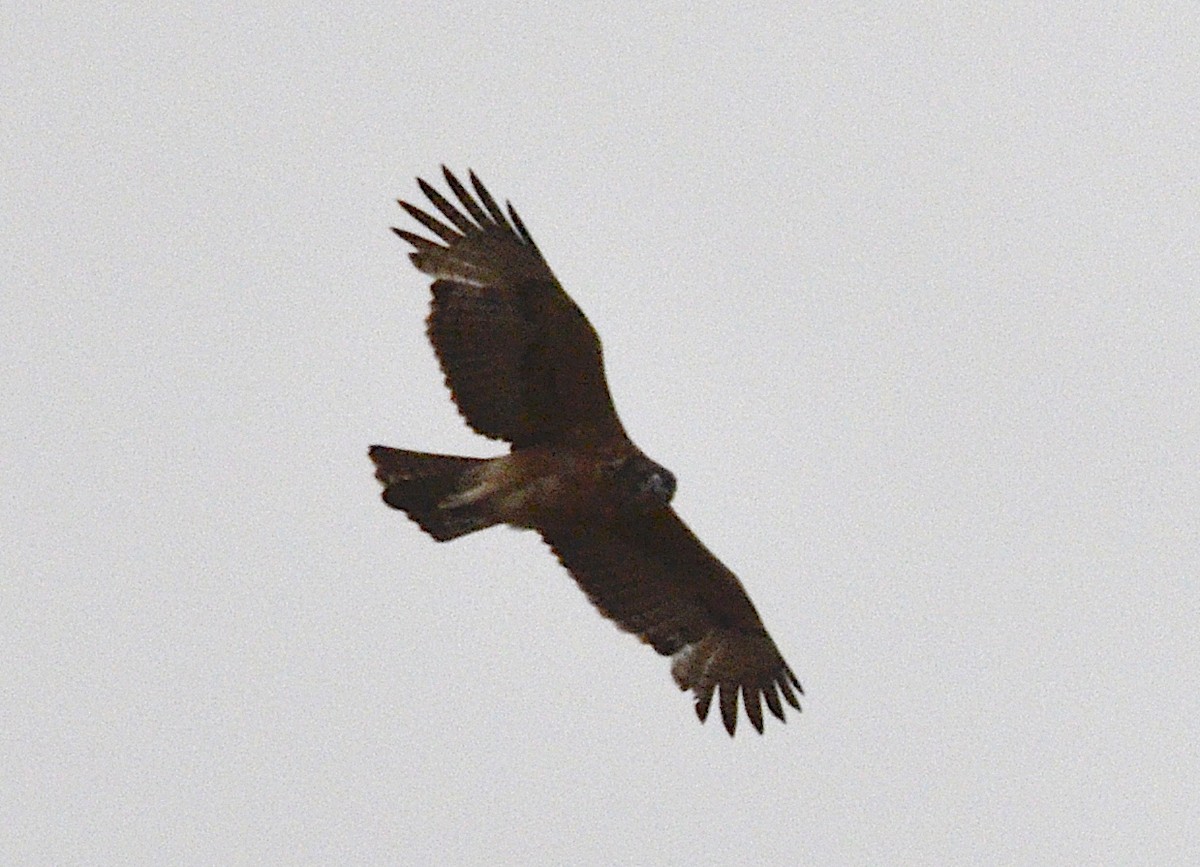 African Hawk-Eagle - ML172092111