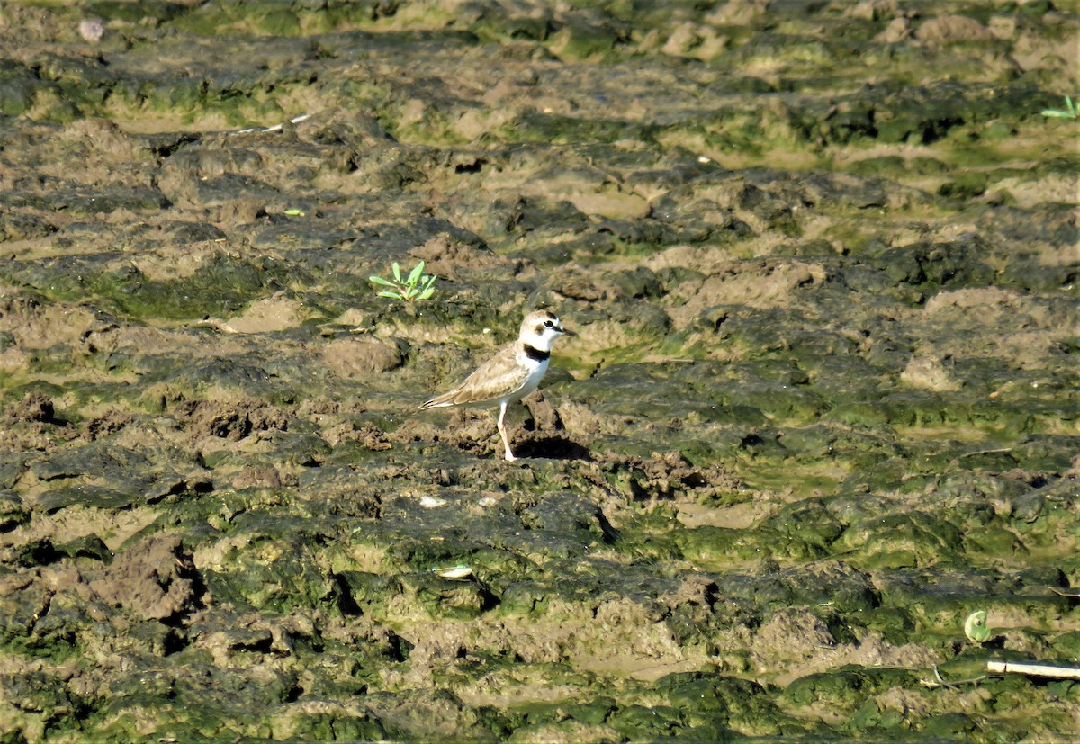 Collared Plover - ML172092701