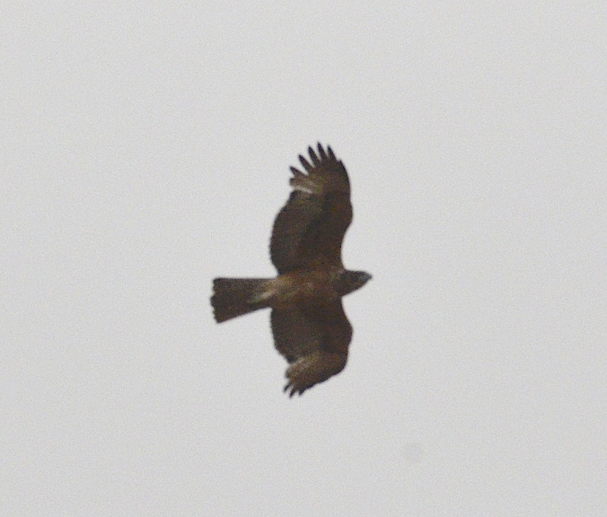 African Hawk-Eagle - ML172096501