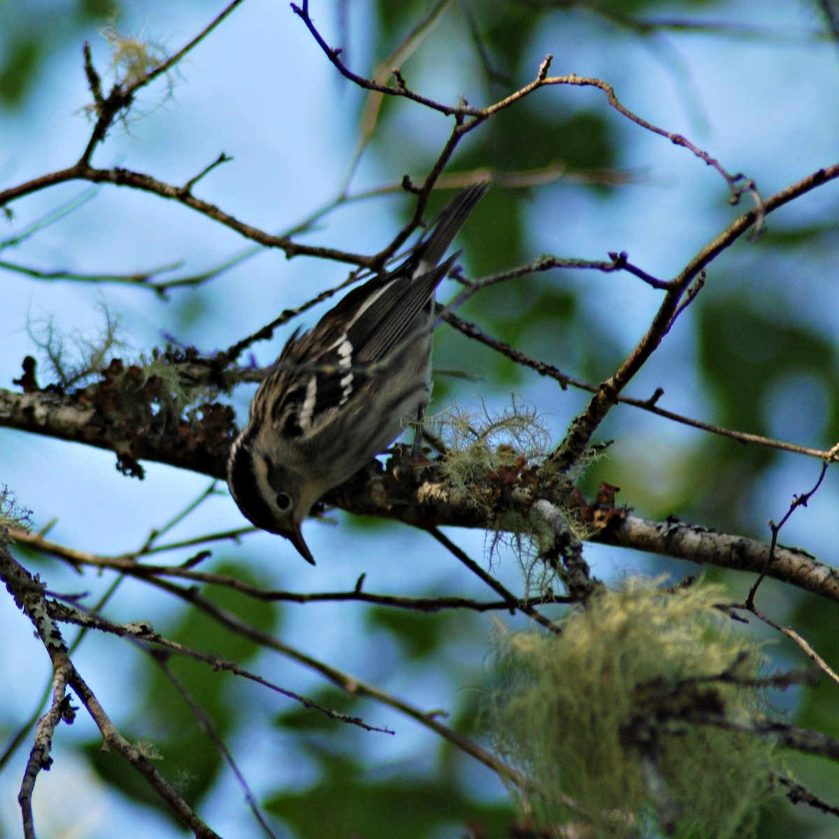 Black-and-white Warbler - ML172100101