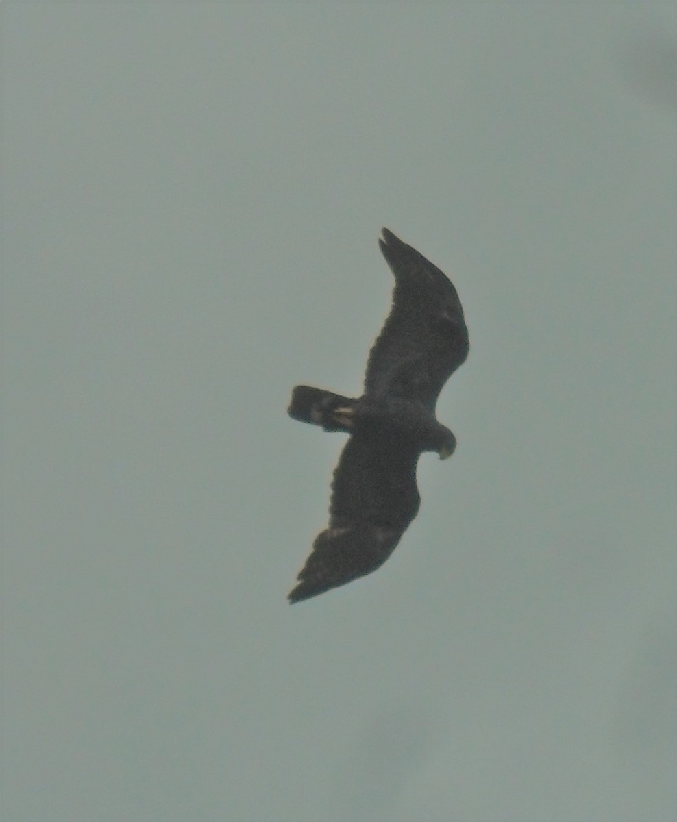 Zone-tailed Hawk - Alfredo Correa