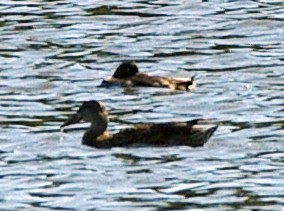 Tufted Duck - ML172101081