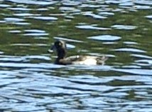 Tufted Duck - ML172101091