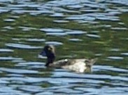 Tufted Duck - ML172101101