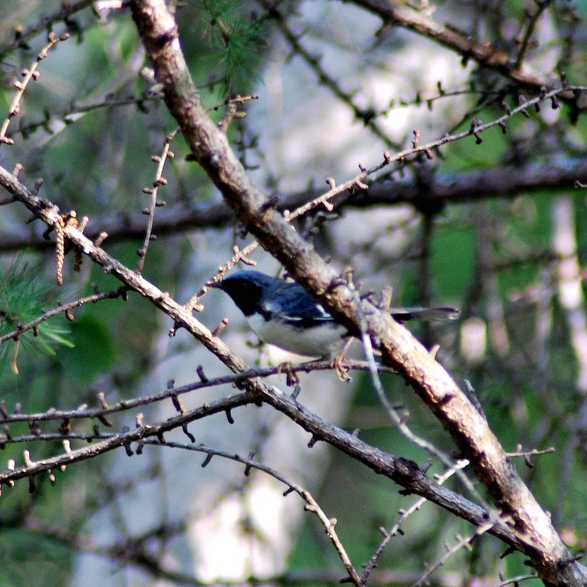 Black-throated Blue Warbler - Dan Mackinnon