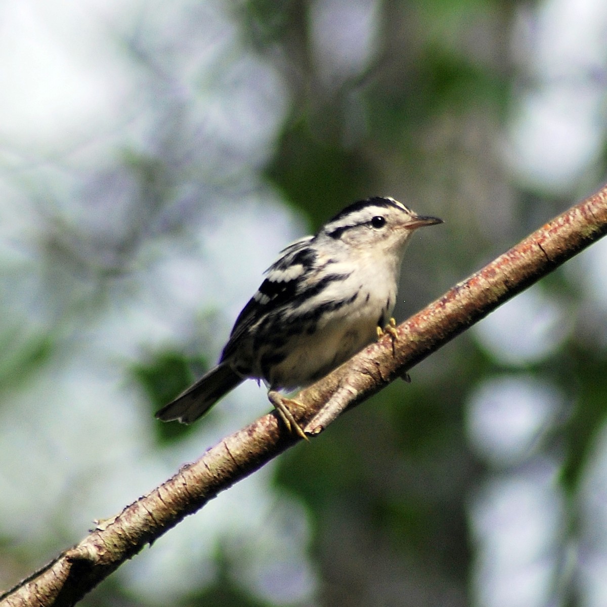 Black-and-white Warbler - ML172103351