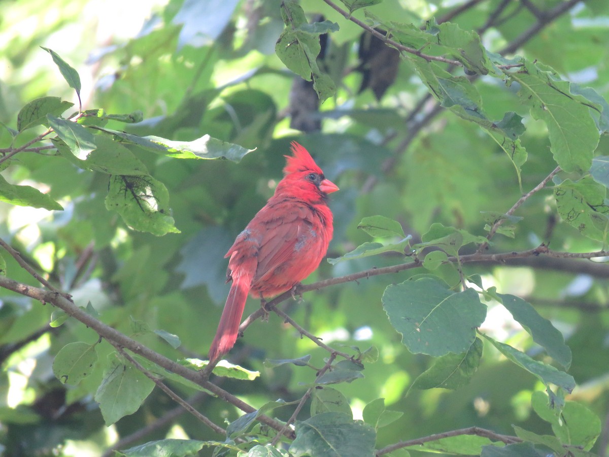 Northern Cardinal (Common) - ML172103431
