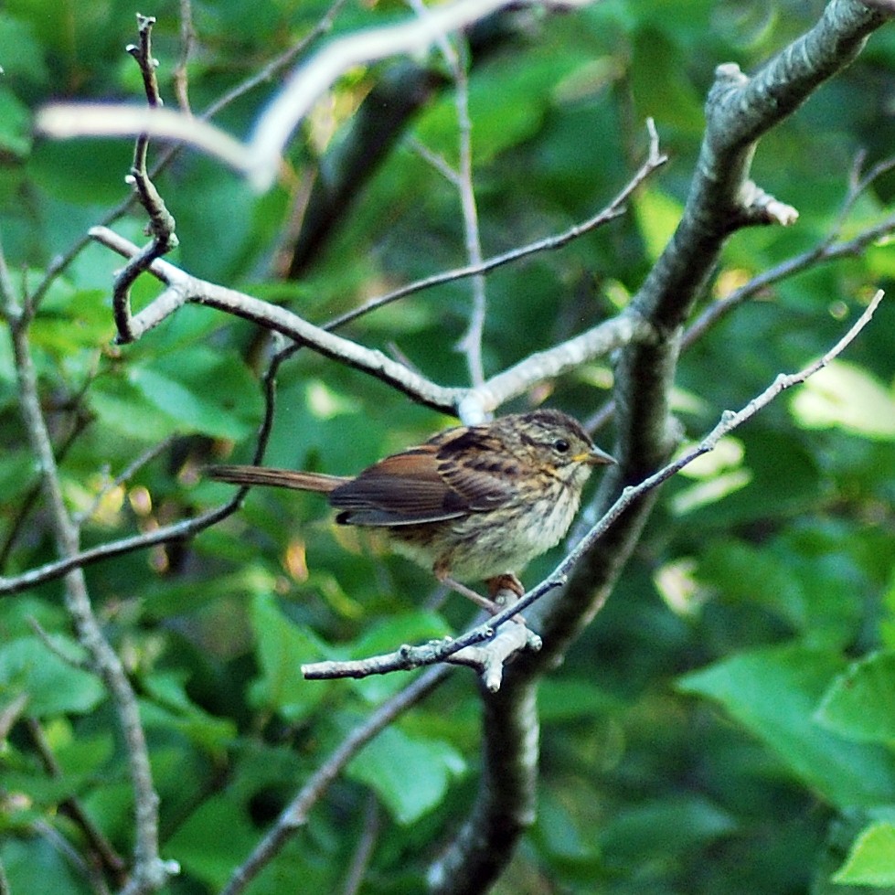 Swamp Sparrow - ML172106001