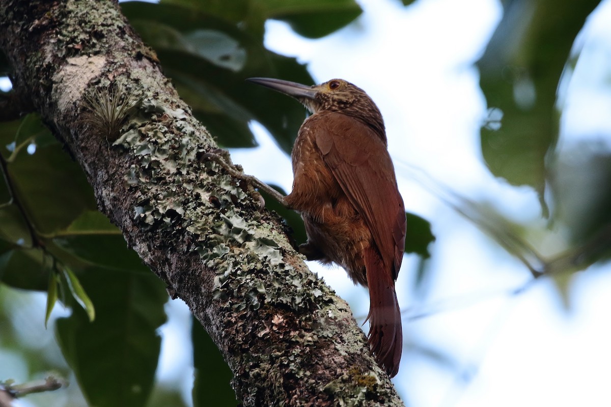 Strong-billed Woodcreeper - ML172106041