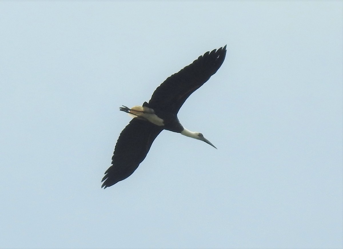African Woolly-necked Stork - Dale Adams