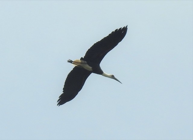 Woolly-necked Stork (African)