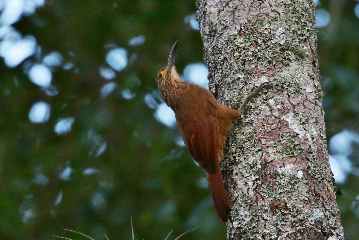 Strong-billed Woodcreeper - ML172106251