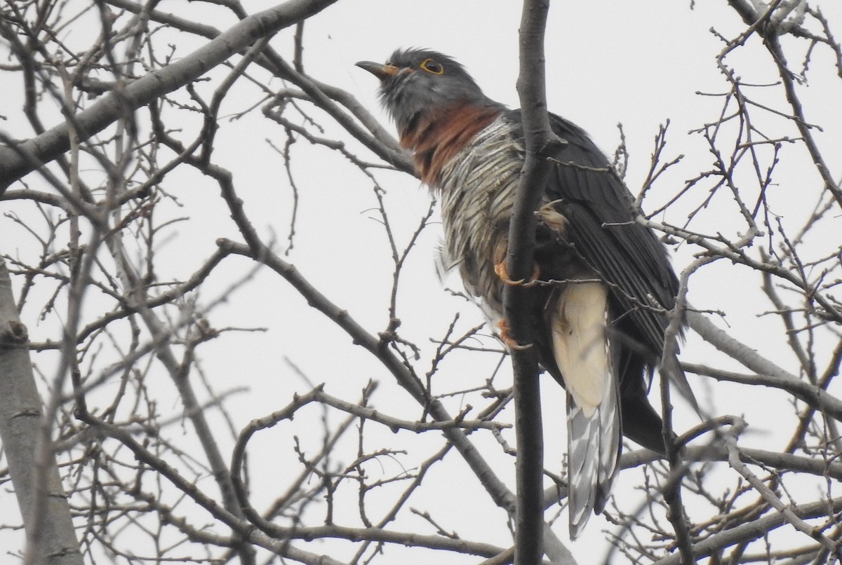 Red-chested Cuckoo - ML172106261