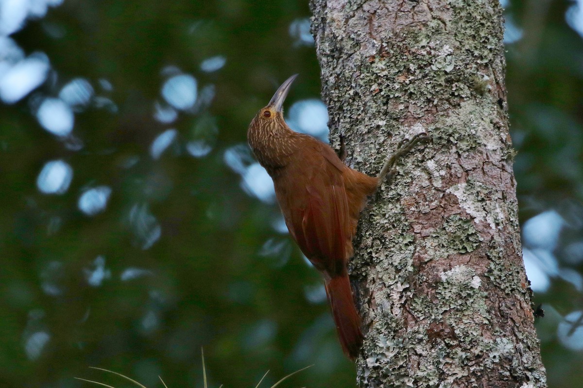Strong-billed Woodcreeper - ML172106541