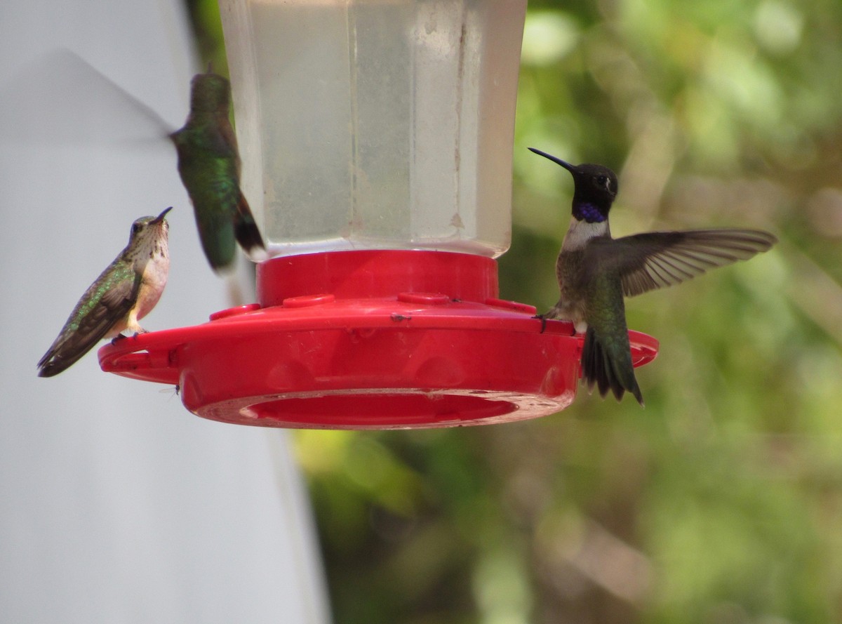 Black-chinned Hummingbird - Garrett Rhyne