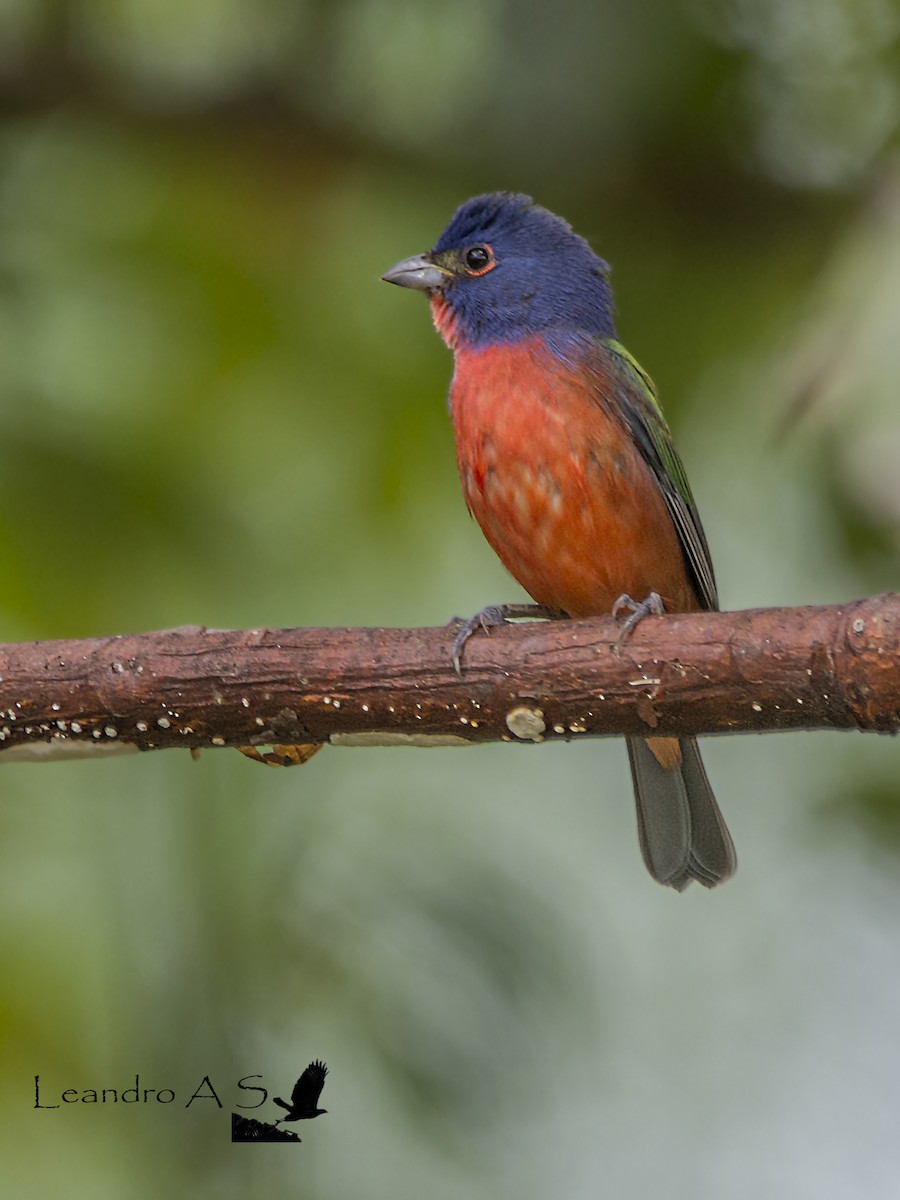 Painted Bunting - ML172111711